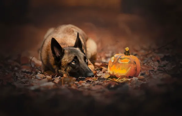 Picture dog, pumpkin, Halloween, Jack