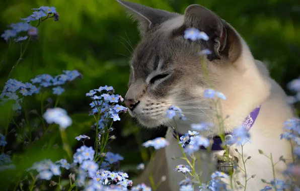 Flowers, forget-me-nots, The Tonkinese, Tonkinese