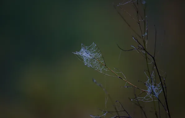 Wallpaper Rosa, background, branch, gossamer for mobile and desktop