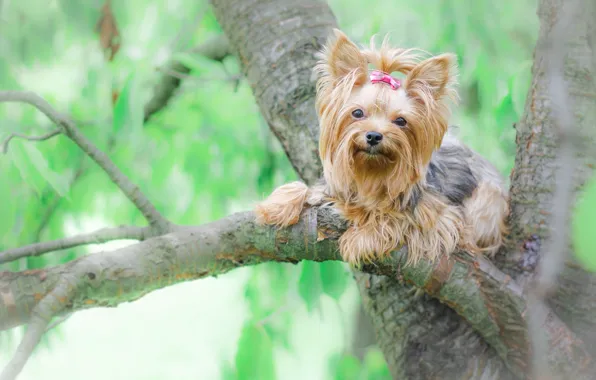 Tree, dog, York, Yorkshire Terrier