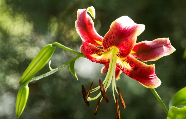 Summer, flowers, nature, Lily, flowering