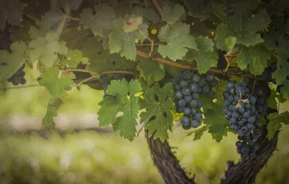 Picture blue, berries, foliage, fruit, grapes, bunch, vineyard, green