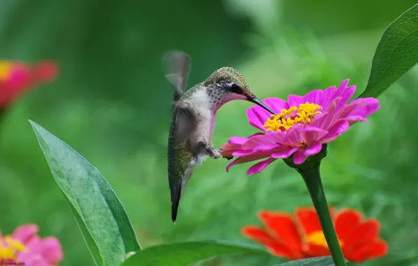 Flowers, nectar, bird, pink, Hummingbird, tsiniya