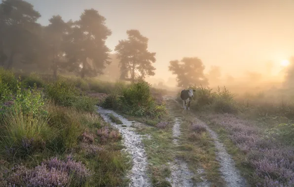 Road, forest, summer, the sun, trees, flowers, fog, dawn