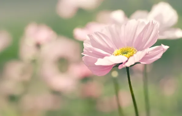 Flower, summer, macro, flowers, nature, pink, focus, blur