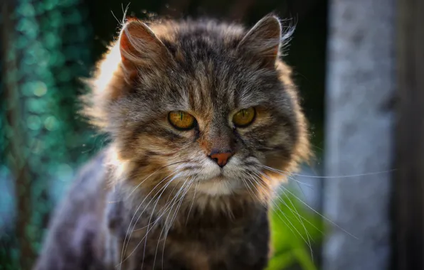 Cat, cat, look, pose, grey, haircut, portrait, face