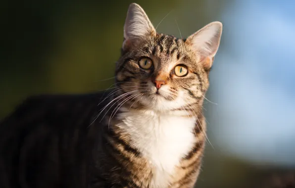 Picture cat, cat, look, light, portrait