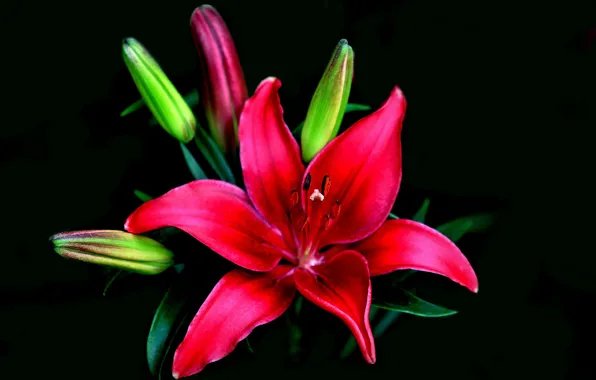 Picture macro, nature, background, Lily, petals