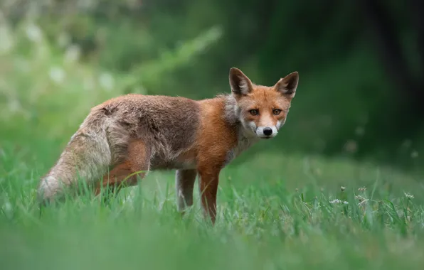 Greens, grass, look, face, nature, pose, Fox, bokeh