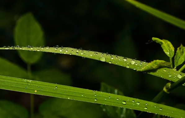 Picture greens, drops, macro, green, Leaves, leaves, macro, drops