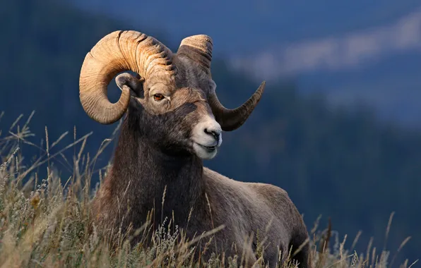 Grass, nature, horns, desert bighorn sheep