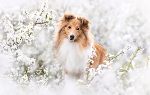 Branches, dog, flowering, Sheltie, Shetland Sheepdog