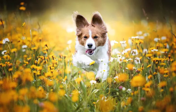 Field, language, summer, look, flowers, nature, pose, jump
