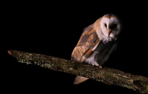 Light, tree, owl, black background, bitches, the barn owl