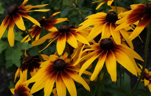 Macro, flowers, bright, Bush, yellow, orange, rudbeckia