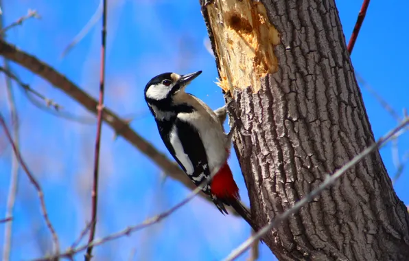 Picture tree, bird, woodpecker, twigs