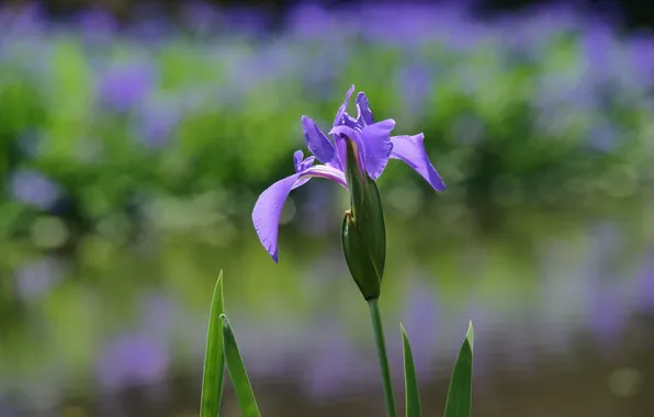 Picture field, flowers, focus, lilac, iris