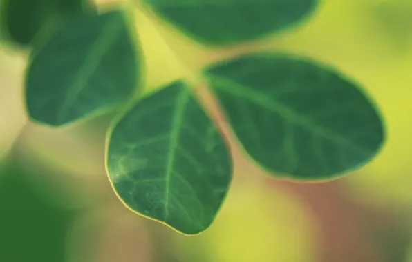 Macro, sheet, green, color, focus, blur, leaf, plant. greens