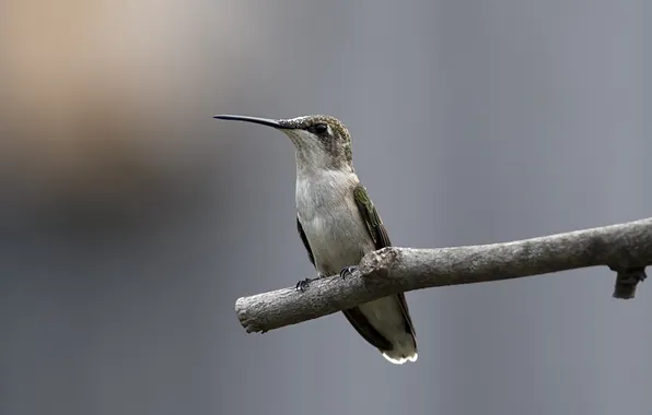 Bird, branch, Hummingbird, stick