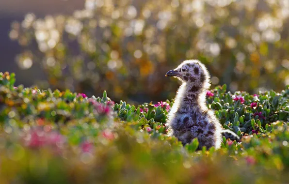 Bird, chickens, CA, USA, Western gull, Channel Islands National Park