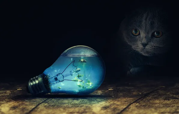 Cat, light bulb, fish, surrealism, retouching, by FantasyArt0102