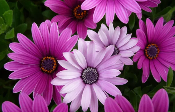 Picture flowers, purple, pink