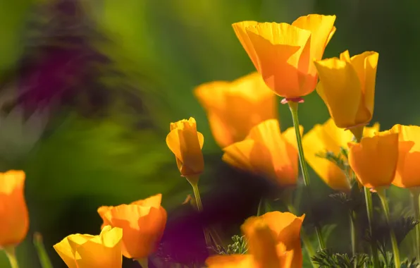 Light, flowers, bright, blur, yellow, petals, orange, buds