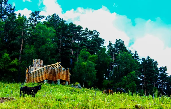 Grass, nature, house, Mountains, horse, pine, frame