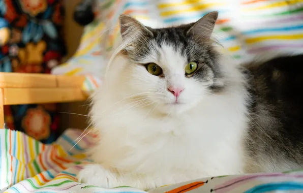 Cat, look, portrait, fluffy