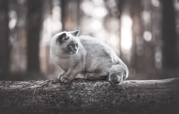 Forest, cat, cat, light, trees, nature, pose, grey
