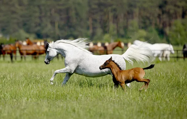 Field, white, summer, grass, horse, running, pair, brown