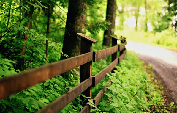 Picture greens, leaves, macro, trees, nature, background, tree, widescreen