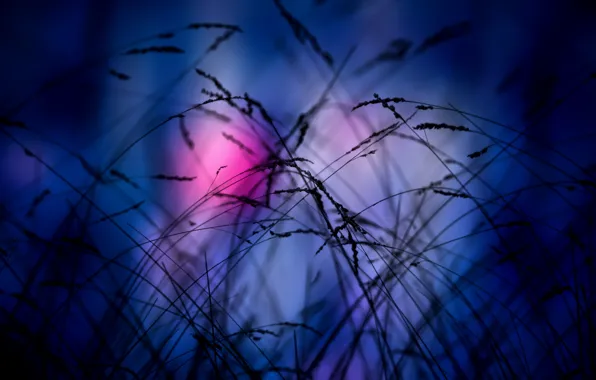 Picture grass, night, background