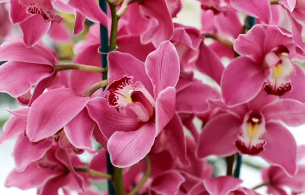 Picture macro, pink, Orchid