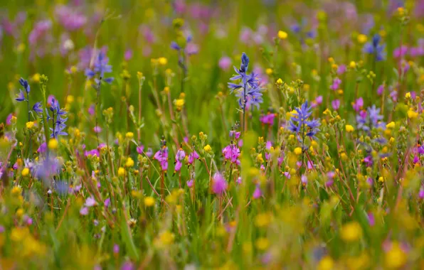 Picture field, grass, flowers, meadow