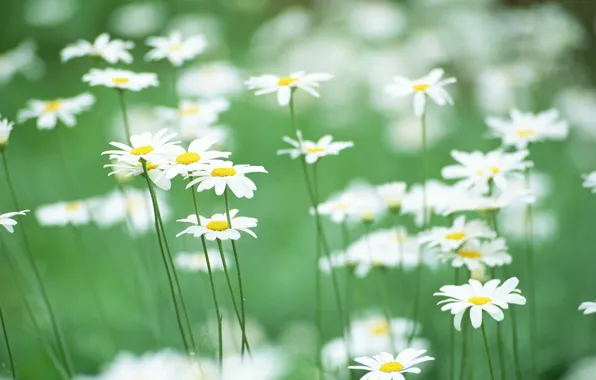 Picture greens, field, flowers, tenderness, chamomile