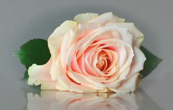 Picture macro, roses, buds