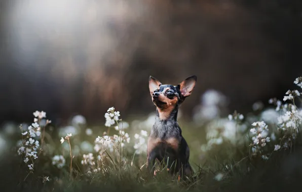 Picture grass, flowers, bokeh, doggie, dog, Russian toy Terrier