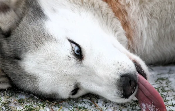 Picture winter, language, grass, snow, dog, head, husky, Laika