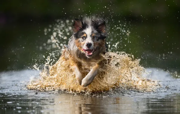 Water, squirt, dog, running