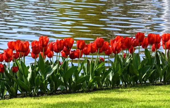 Greens, grass, leaves, water, flowers, red, lawn, shore