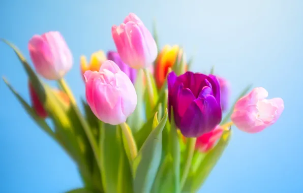 Flowers, bouquet, tulips, blue background