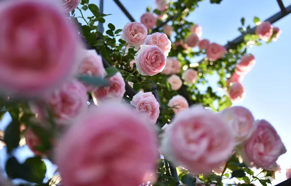 Flowers, branches, roses, garden, pink, view, bokeh, rose Bush
