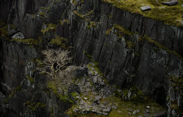 Tree, rocks, gorge, Wales