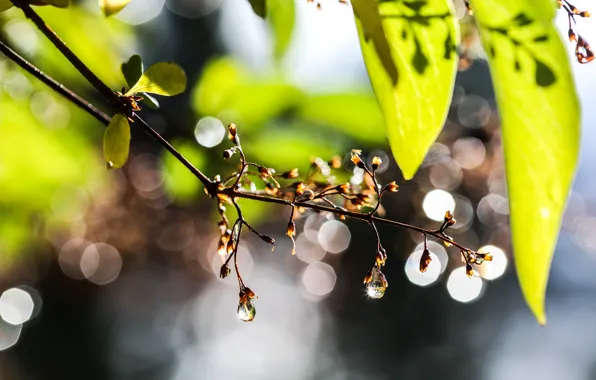 Picture leaves, drops, glare, branch