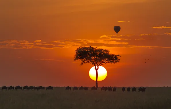 Picture the sun, trees, balloon, horizon, sunrise, orange sky, GNU, wildebeest