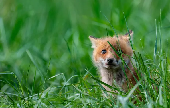 Greens, grass, look, nature, pose, green, background, baby