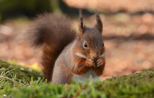 Summer, background, protein, muzzle