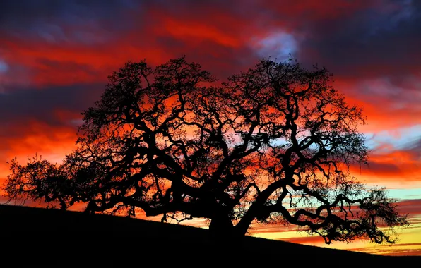 TREE, The SKY, CLOUDS, SUNSET, BRANCHES, DAWN, BRANCH