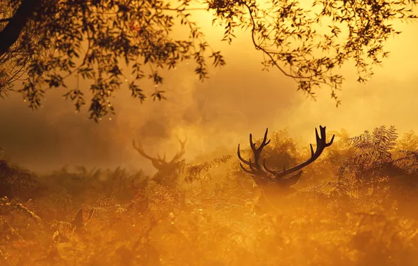Autumn, forest, nature, gold, deer, morning, red, forest